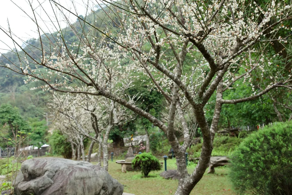 園區梅園,早春白梅與庭園置石