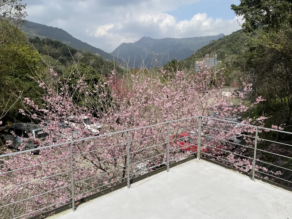 錦屏溪谷周邊的層疊山景,前景花樹